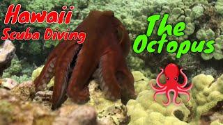 Scuba Diving Hawaii - About the Octopus  | Kona Honu Divers