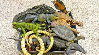 Reptiles Animals Collection - Crocodile, Alligator, Iguana, Python, Komodo Dragon, Frilled Lizard