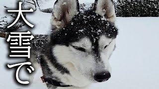 大雪に遭遇した犬が帰宅したら別人になっていた...