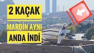 KÜMES ZİYARETİNDE 2 KAÇAK MARDİNİ AYNI ANDA İNDİRDİK HEYECAN DORUKTA