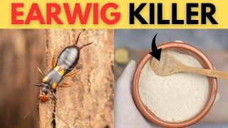 Earwig Eradication Get Rid of Earwigs in Your House Naturally in the House, Garden, Bathroom & Outsi