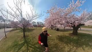 Cherry Blossom Festival Run at Branch Brook Park. 2021.04 奔跑在樱花盛开的时候