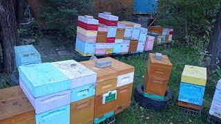 6 Рамочники.Пролив бипином.Мысли в слух про Бакфаст