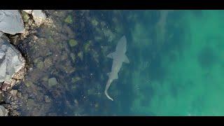 Sharks inside Wallis Lake Forster Tuncurry Australia