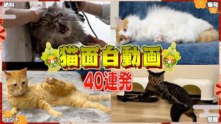 【総集編】本気で笑いをとりにくる猫たちの”おもしろ動画”40連発！