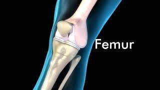 Knee Joint Anatomy - 3D Medical Animation || ABP ©