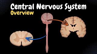 Overview of the CNS (Pars, Neurons, Neuroglia, White & Grey Matter, Development) - Anatomy