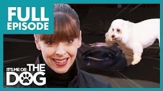 Uncontrollable Bichon Frise on the Verge of Eviction! | Full Episode | It's Me or The Dog