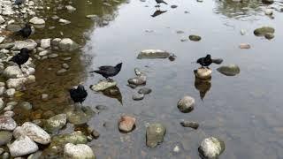 Feeding the Crows by the river in the evening