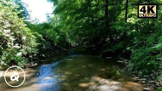 Gentle Stream in the Forest  |  Peaceful Nature Video for Relaxation |  Dark Lens  |  Sleep |  Study