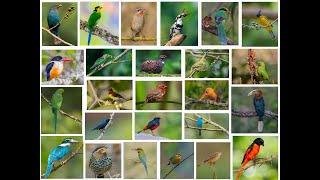 A glimpse of rich bird diversity of India #shortsyoutube #youtubeshorts #shortsyoutube #publicshort