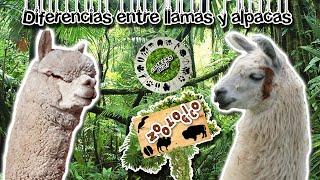 differences between llamas and alpacas