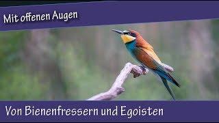 Von Bienenfressern und Egoisten - Mit offenen Augen