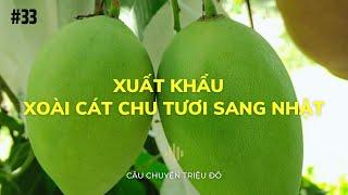 Xuất khẩu  xoài cát chu tươi sang Nhật Bản | Câu Chuyện Triệu Đô - Podcast #33