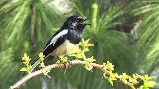 Oriental Magpie Robin Calling & Close up - Punakha, Bhutan