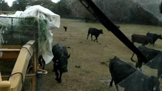 Tucker feeding cows