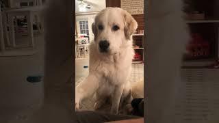 Dog TALKS to his People (Great Pyrenees) #shorts