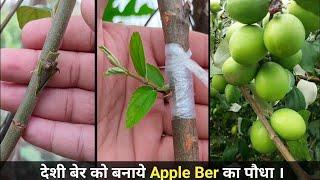 How to graft Apple Ber tree | new style Grafting.Good