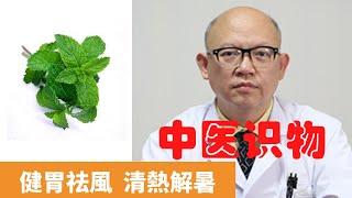 薄荷葉的功效與作用【保健養生】生生不息