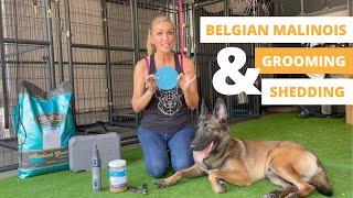 How much do Belgian Malinois shed