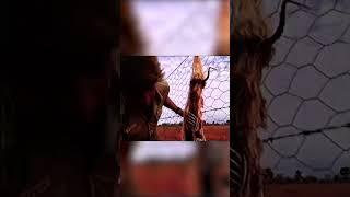 Steve Irwin finds a dead dingo.
