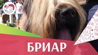 Бриар на ilikepet. Особенности породы, уход