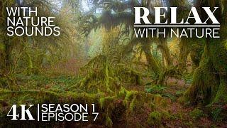 Stunning Sceneries + Healing Sounds to Calm Down & Destress - 4K RELAX WITH NATURE | Episode 7