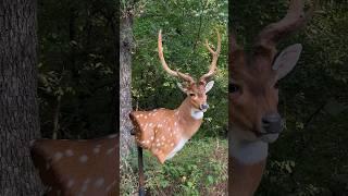 Making an Axis Deer  #taxidermy #taxidermyart #wildlifeart #wildlife #animals #axisdeer