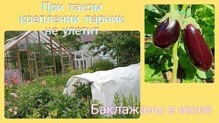 Укрывной не улетит с грядки Как быстро закрепить Баклажаны  в Агропарнике