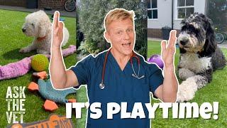 It's playtime on Ask The Vet! The importance of play with your dog | ASK THE VET with Dr Scott