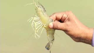 বাগদা চিংড়ি চাষ ও ব্যবস্থাপনা পর্ব-২, ‍Shrimp culture and management part-2 #Balaram_Mahalder