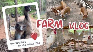 Farm Animals Spring 2024 (lots of cute babies!) | Texas Ranch Tour