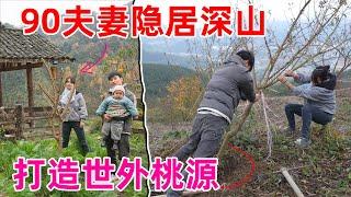 90后夫妻带着小孩隐居深山，打造世外桃源，种植一般人吃不起的蜂糖李 一斤可以买到80元