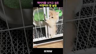 케이지를 나가고 싶은 아깽이의 발놀림