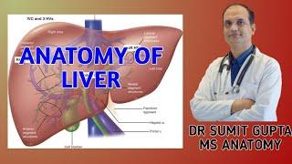 LIVER : ANATOMY