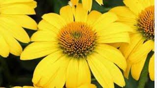 echinacea flower 