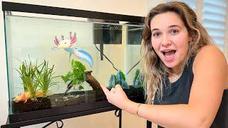 MY NEW RARE AXOLOTL TANK! WHAT IS IT?!
