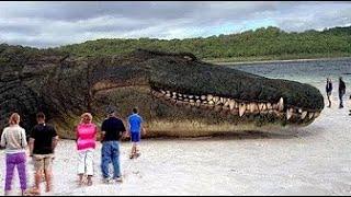 TOP 10 BIGGEST ANIMALS IN THE WORLD