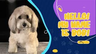 Pet Shop Promo | After Effects Template