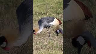 Uganda's National Bird - Crowned Crane