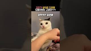 갑자기 살아온 인생을 되돌아보는 고양이 #동물 #고양이