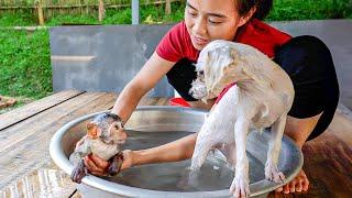 Super cute moments of best friends baby monkey MiMi and puppy Mun