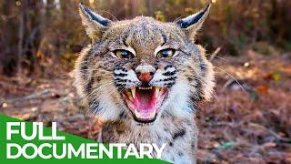 Wildlife - Just Wild Cats | Free Documentary Nature