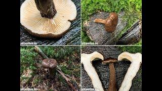 Mohrenkopf-Milchling, Schwarzkopf-Milchling, Kaminkehrer, Lactarius Lignyotus