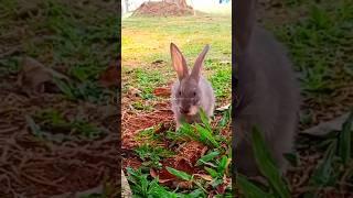 Stay SWAG️ #bunny #cute #rabbit #fyp #shorts