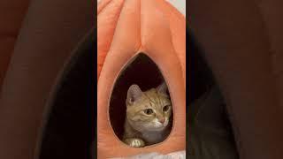 호박집에 있는 귀여운 고양이