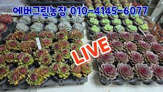 [LIVE]에버그린농장 010-4145-6077(카드결제가능)최고의 아이들을 착하게~