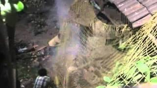 11may2011  leapord attack on viresh modkharkar at karanja in uran  raigad video by   aashishgharat