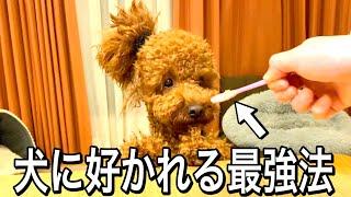 犬に好かれる最強の方法。【ココグルメ】