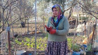 ANACIMLA ,BABAMLA BERABER BAHÇEDE NAR DİKENLERİNİ TEMİZLEDİK YAKTIK